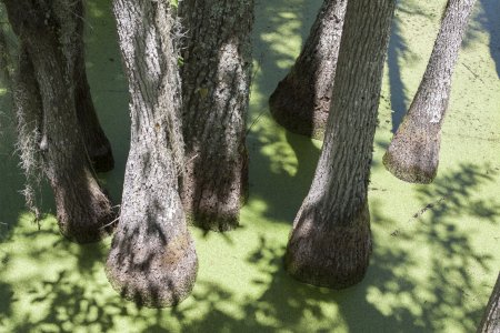Deze cypressen zijn een van de weinige bomen die in het water groeien